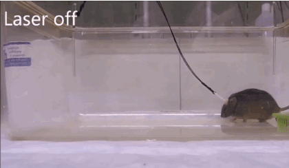 温顺小鼠化身致命猎手，只因一束光？