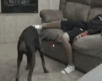 温顺小鼠化身致命猎手，只因一束光？