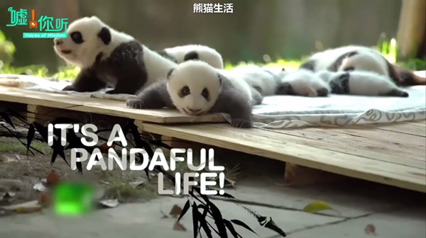 片单｜春日养心，纪录片和春茶更配哦