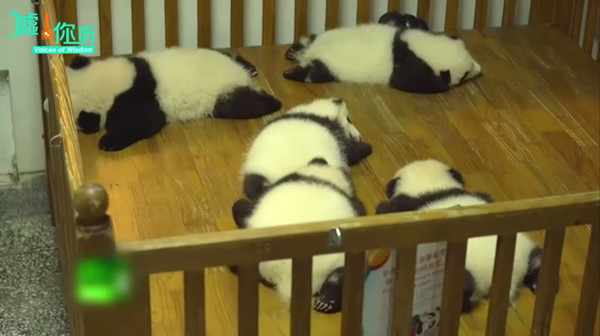 片单｜春日养心，纪录片和春茶更配哦