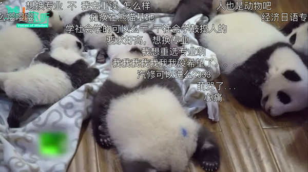 片单｜春日养心，纪录片和春茶更配哦