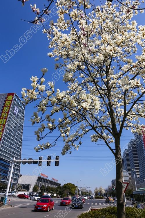 南通景观大道玉兰开  一路风光一路景(1).jpg