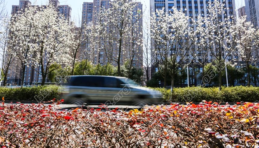 南通景观大道玉兰开  一路风光一路景(2).jpg