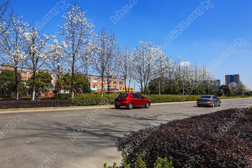 南通景观大道玉兰开  一路风光一路景(3).jpg