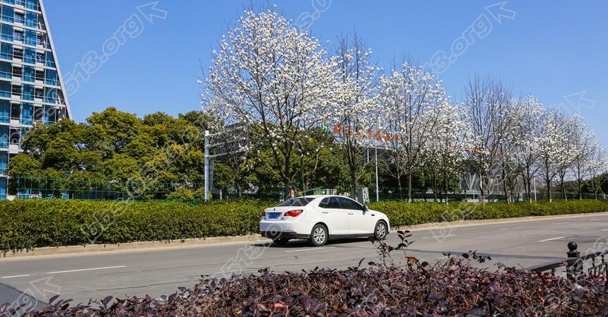 南通景观大道玉兰开  一路风光一路景(4).jpg