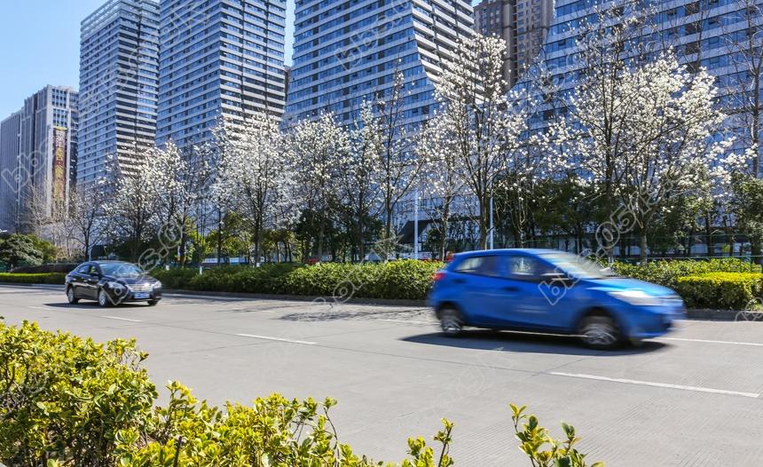 南通景观大道玉兰开  一路风光一路景(7).jpg