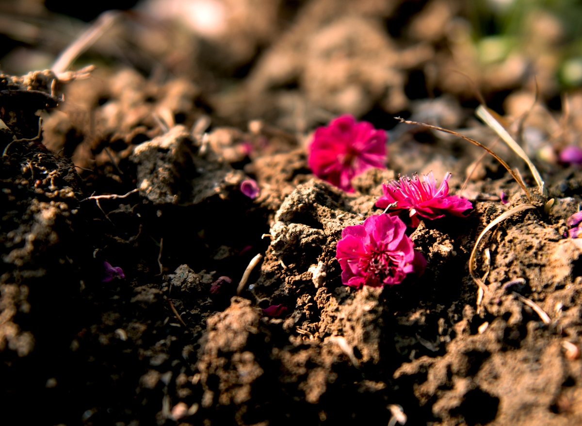 春零落成泥辗作尘，唯有香如故。