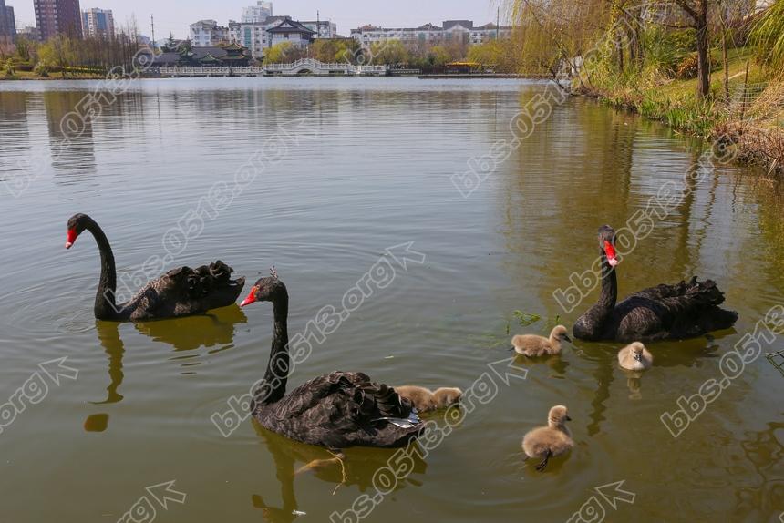 南通濠河 天鹅宝宝萌翻啦  (1).jpg
