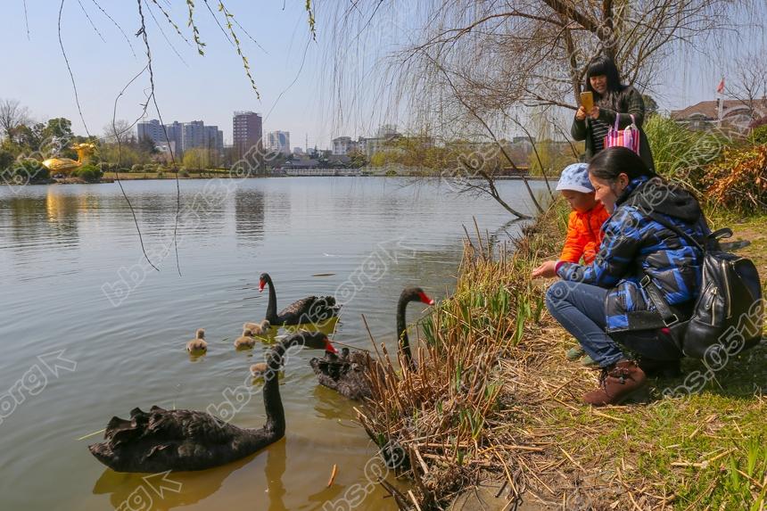 南通濠河 天鹅宝宝萌翻啦  (2).jpg