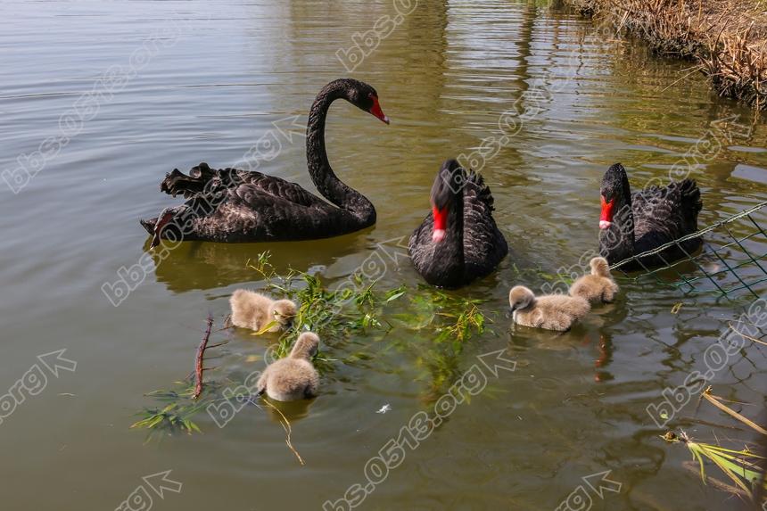 南通濠河 天鹅宝宝萌翻啦  (3).jpg
