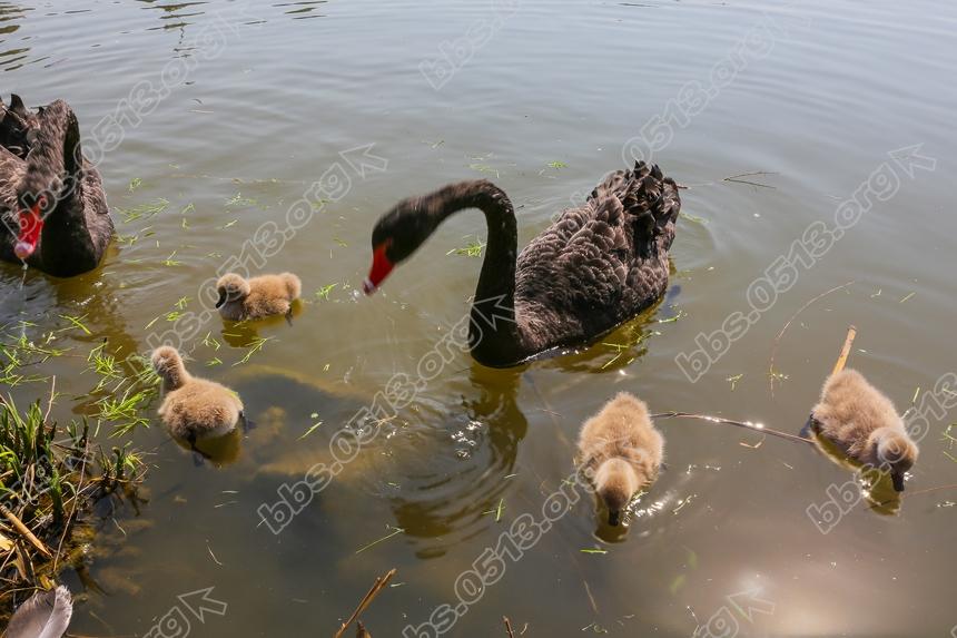 南通濠河 天鹅宝宝萌翻啦  (4).jpg