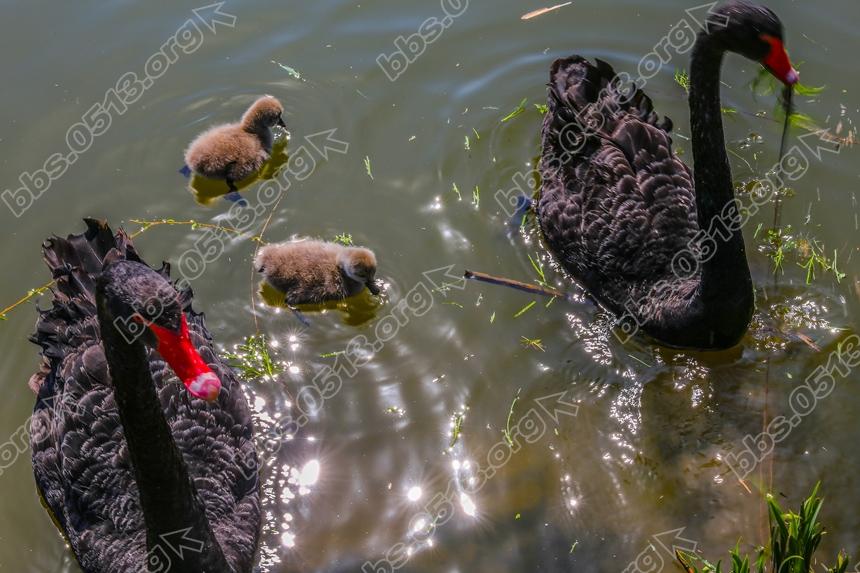 南通濠河 天鹅宝宝萌翻啦  (5).jpg