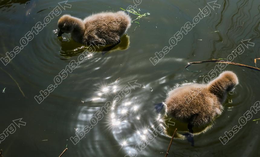 南通濠河 天鹅宝宝萌翻啦  (6).jpg