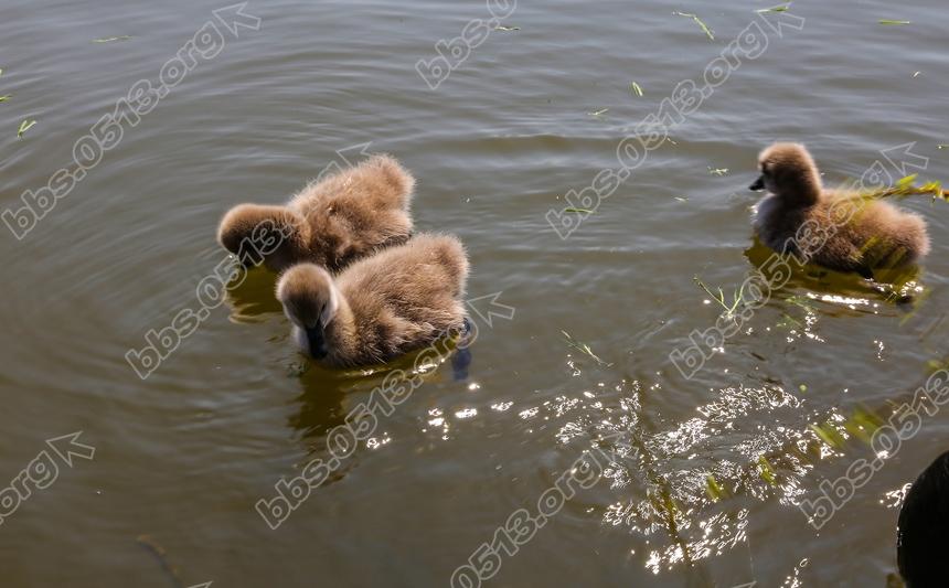 南通濠河 天鹅宝宝萌翻啦  (7).jpg