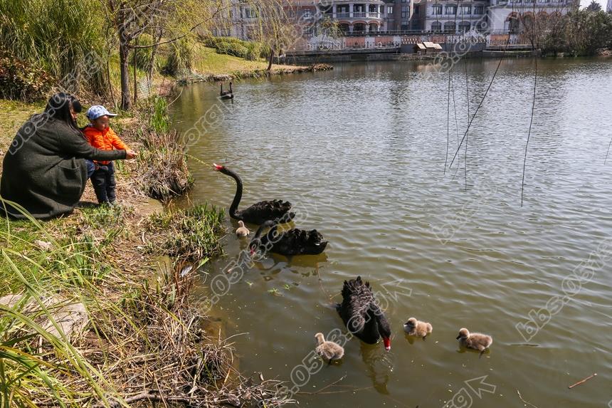 南通濠河 天鹅宝宝萌翻啦  (8).jpg
