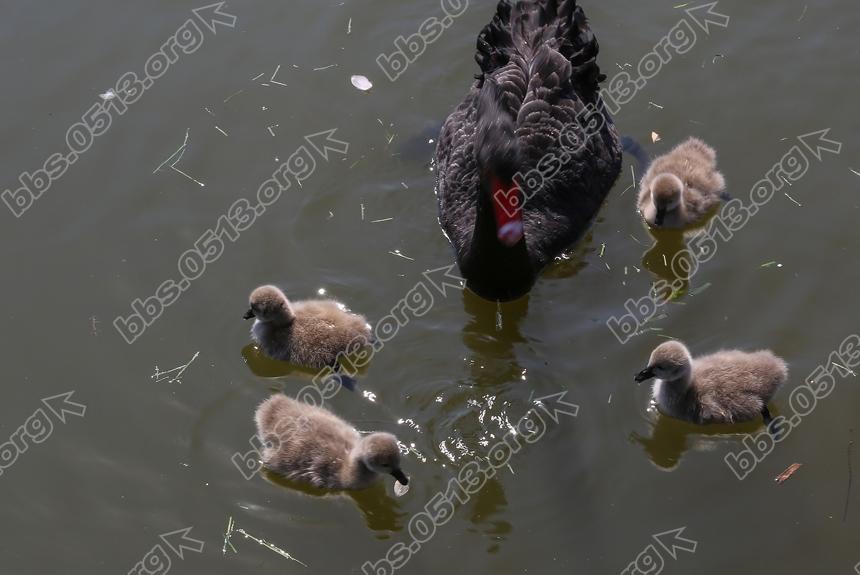 南通濠河 天鹅宝宝萌翻啦  (9).jpg