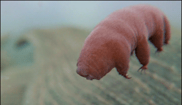 真空中被辐射十天还能繁衍，地球最强生物水熊虫有“金钟罩”