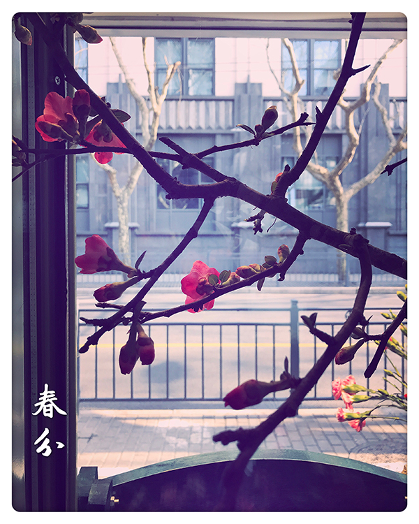 节气｜春分易春困 药膳防春病