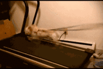 微信首次揭秘“手环绑在狗身上算不算步数”：有可能骗过算法