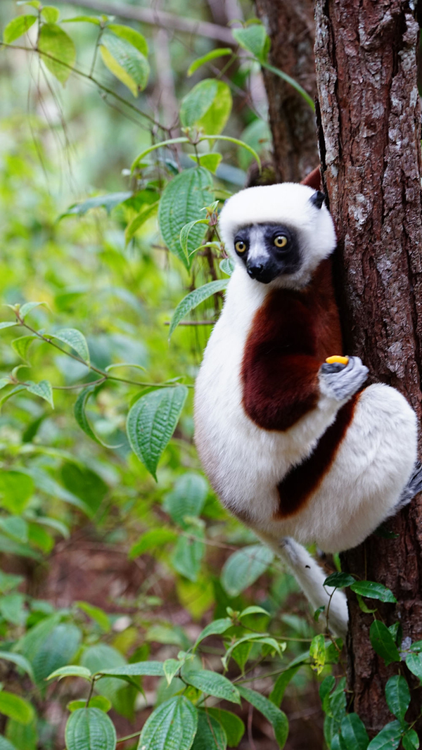 马达加斯加，带着物种密码的古老方舟