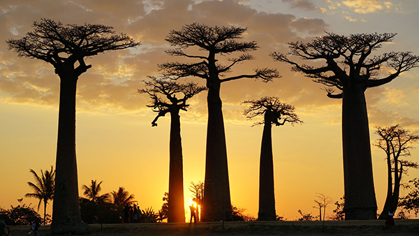 马达加斯加，带着物种密码的古老方舟