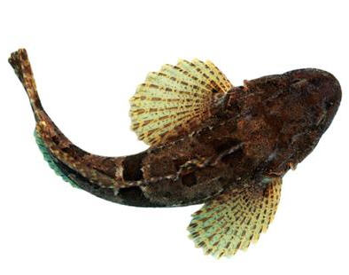 饕餮中国︱生鱼片：从中华美食到日本料理