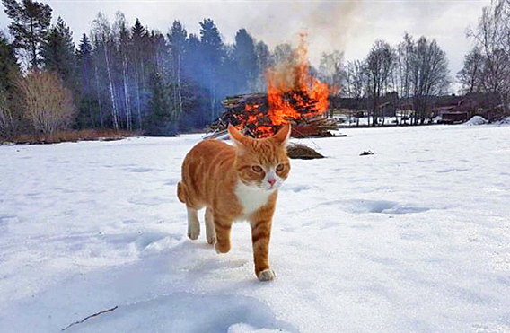 澎湃联播|315一过，做面包、做鸭血的都开始不正经了