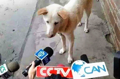 澎湃联播|315一过，做面包、做鸭血的都开始不正经了