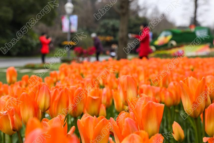 啬园迎春花展开幕，雨后春花更娇艳 (2).jpg