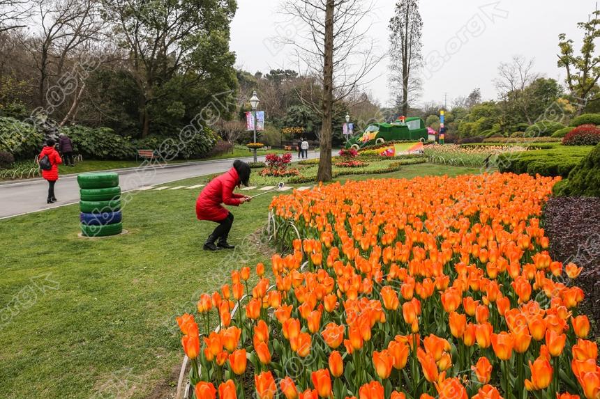 啬园迎春花展开幕，雨后春花更娇艳 (4).jpg