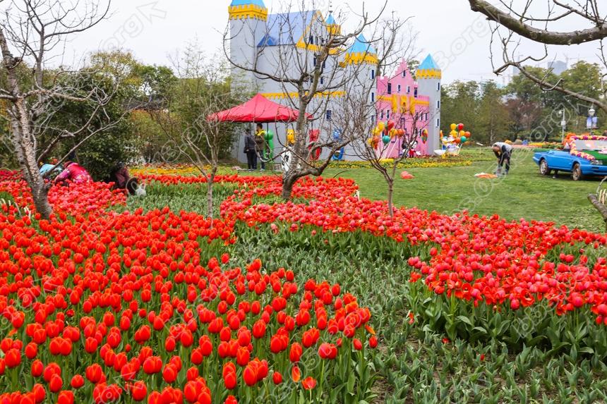 啬园迎春花展开幕，雨后春花更娇艳 (3).jpg