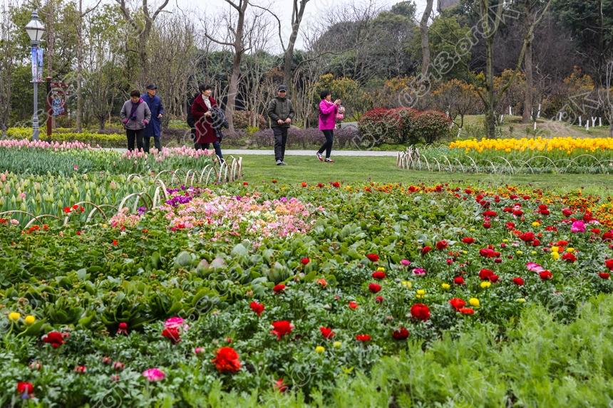 啬园迎春花展开幕，雨后春花更娇艳 (5).jpg