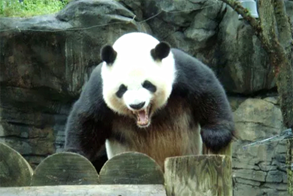 澎湃联播|复盘中韩大战，天时地利之下更需要自我救赎