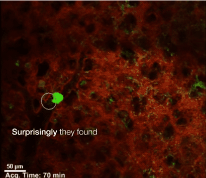 被低估了！肺也是一个重要的造血器官，《自然》发了论文