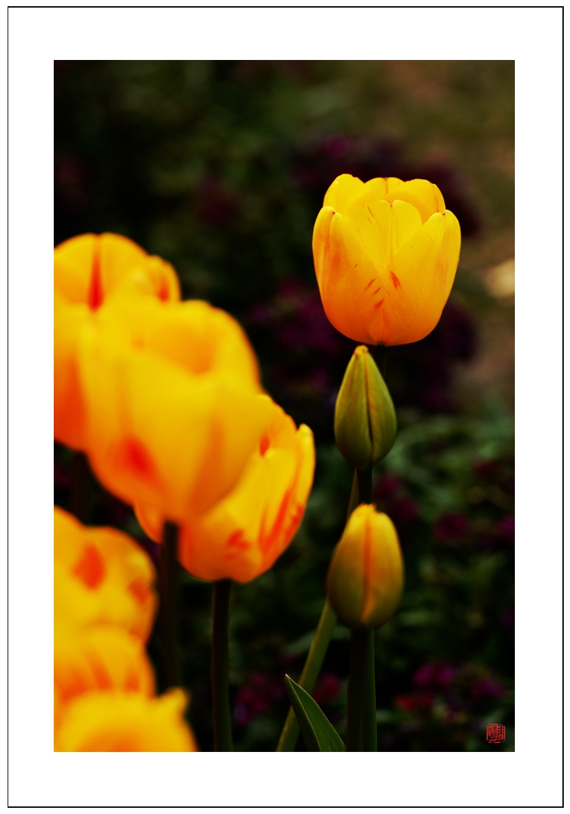 郁金香8.jpg