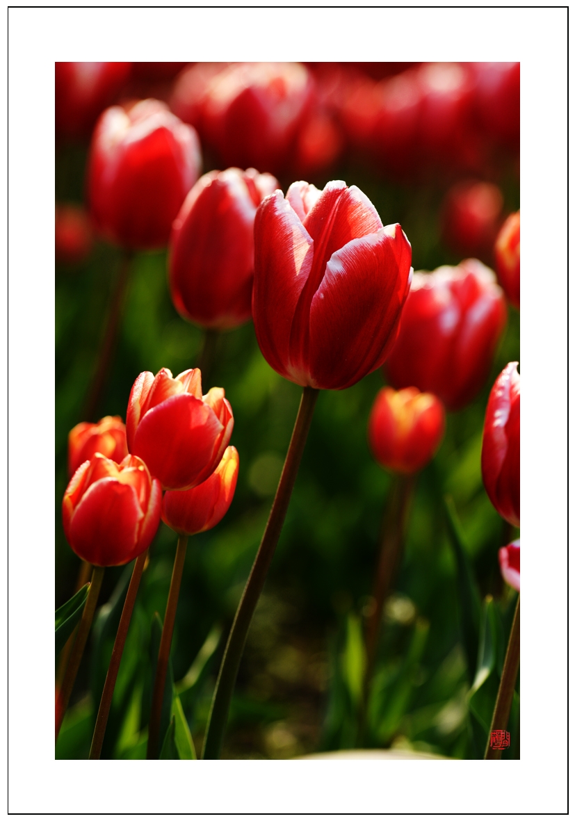 郁金香2.jpg