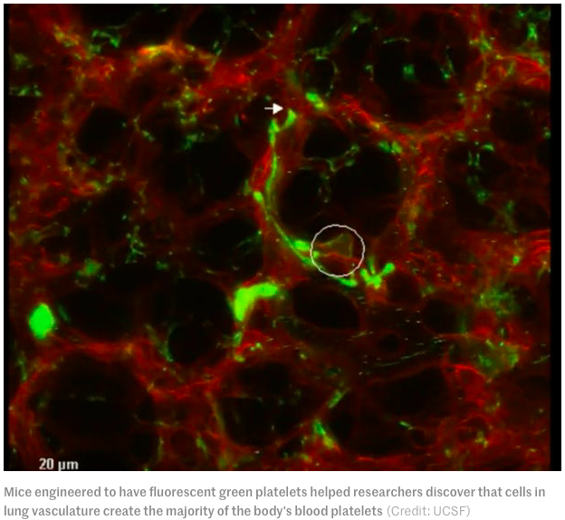 肺原来也负担了造血的一个小功能