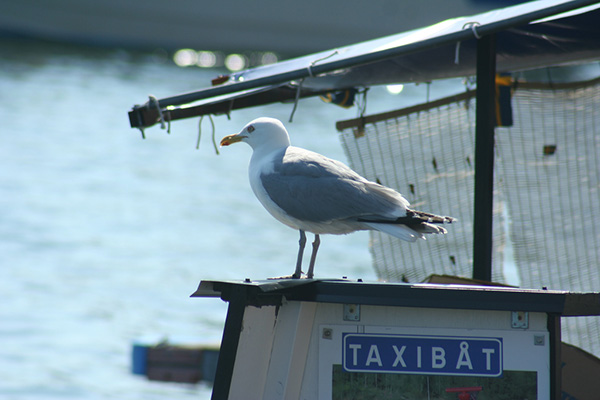 野路子 | 探路斯德哥尔摩群岛