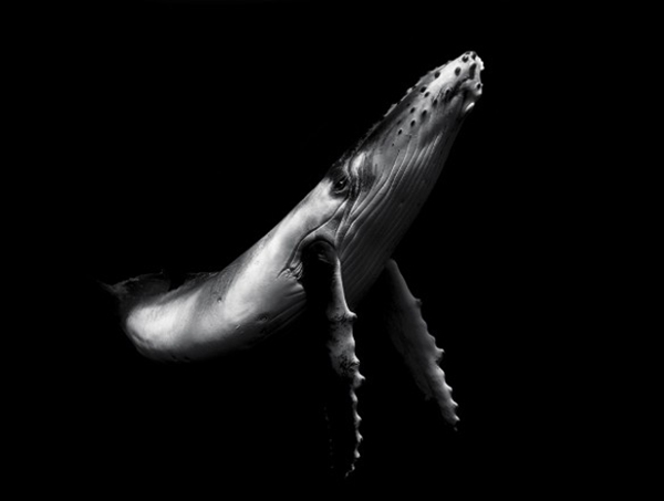 中国摄影师凭借千人打太极照，获索尼世界摄影大赛文化类最佳