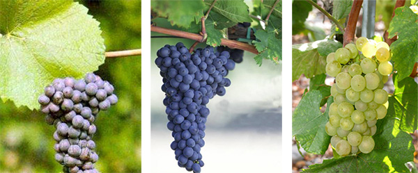 当我们在讨论香槟时，我们在讨论什么