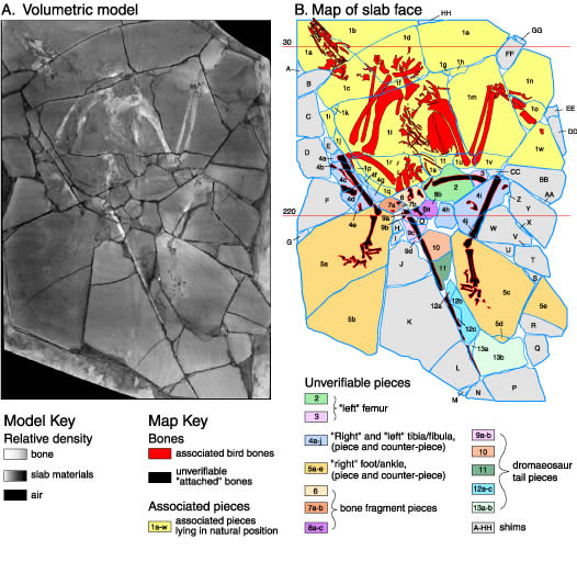 那些被造假坑惨了的古生物学家们