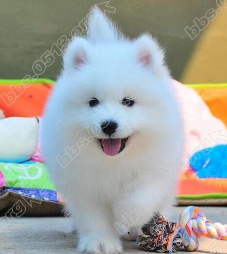 狗是唯一爱你胜过你爱你自己的生物——微笑天使萨摩