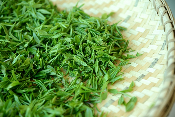 清明｜春天要教会每个人，如何贪生怕死