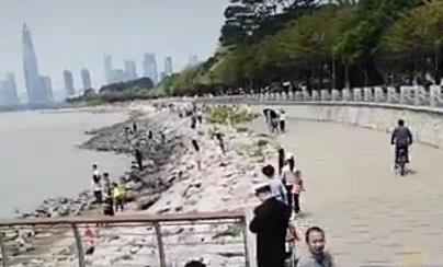 万辆共享单车攻陷深圳湾公园：政府企业连夜开紧急会宣布清场