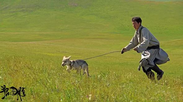 当人类把爱倾注到动物身上时，他一定经历了一段痛苦