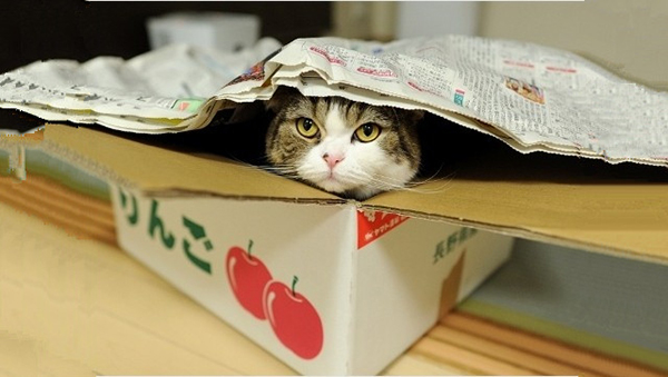 趣看｜网红“箱子猫”原来是枚假发控