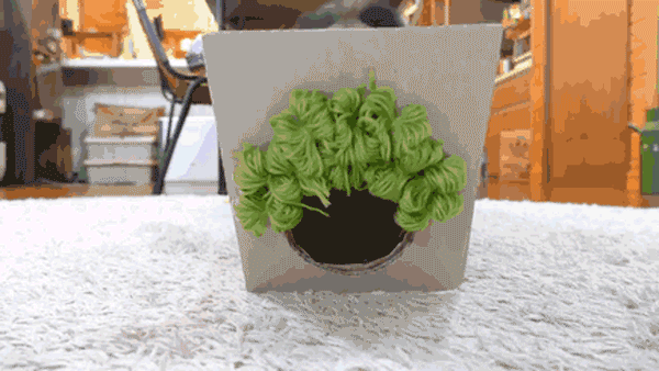 趣看｜网红“箱子猫”原来是枚假发控