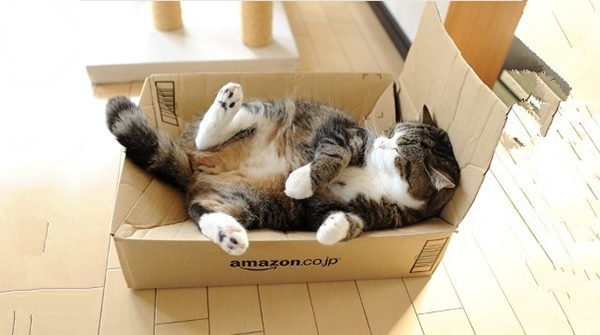 趣看｜网红“箱子猫”原来是枚假发控