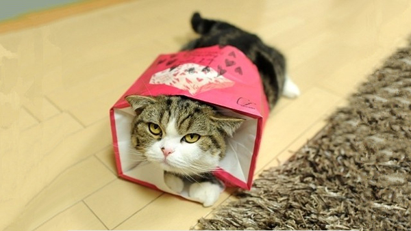 趣看｜网红“箱子猫”原来是枚假发控