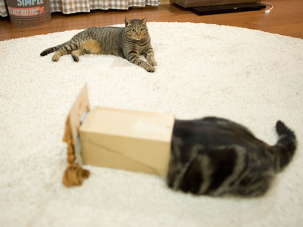 趣看｜网红“箱子猫”原来是枚假发控